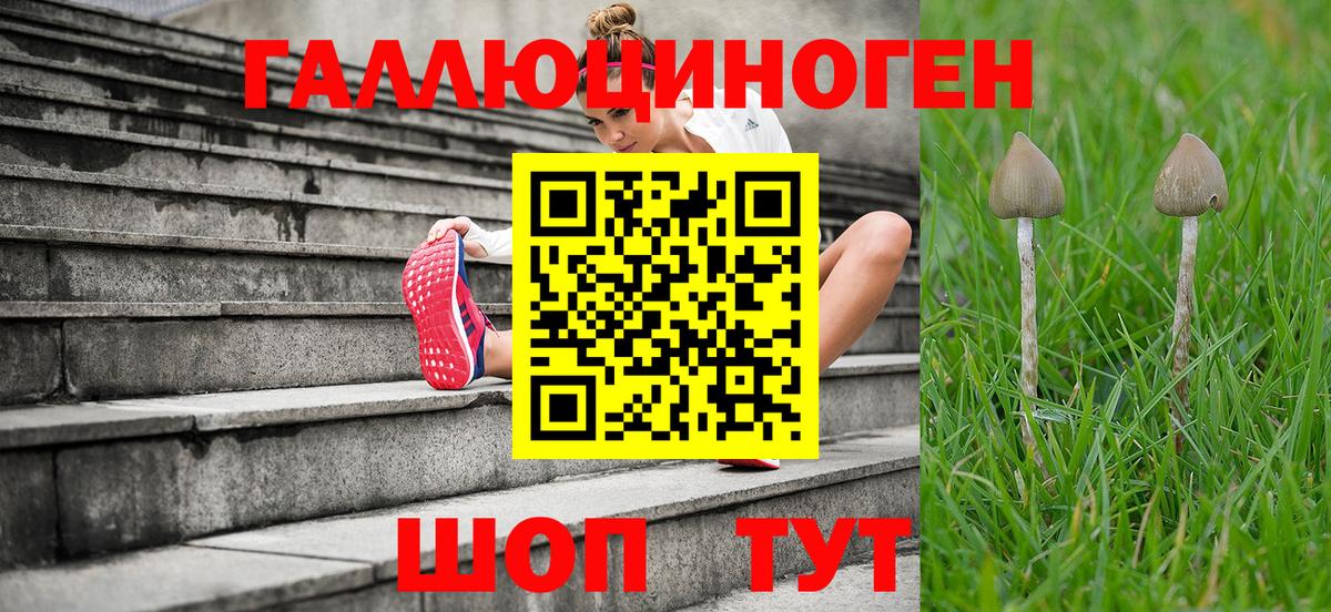Галлюциногенные грибы Psilocybe Вышний Волочёк